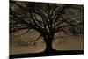 English Oak Tree (Quercus Robur) in Moonlight, Nauroth, Germany, February-Solvin Zankl-Mounted Photographic Print