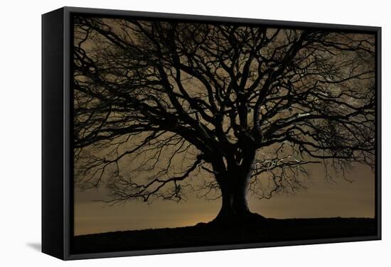 English Oak Tree (Quercus Robur) in Moonlight, Nauroth, Germany, February-Solvin Zankl-Framed Stretched Canvas