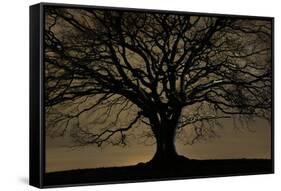 English Oak Tree (Quercus Robur) in Moonlight, Nauroth, Germany, February-Solvin Zankl-Framed Stretched Canvas