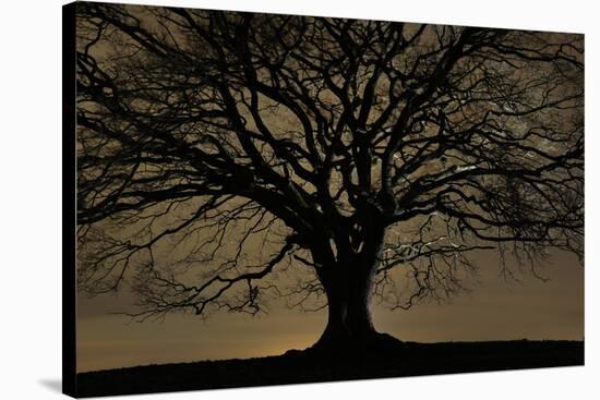 English Oak Tree (Quercus Robur) in Moonlight, Nauroth, Germany, February-Solvin Zankl-Stretched Canvas