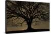 English Oak Tree (Quercus Robur) in Moonlight, Nauroth, Germany, February-Solvin Zankl-Stretched Canvas