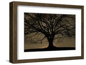 English Oak Tree (Quercus Robur) in Moonlight, Nauroth, Germany, February-Solvin Zankl-Framed Photographic Print