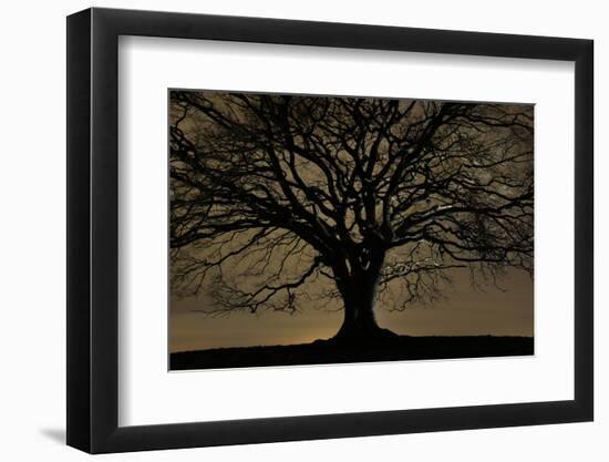 English Oak Tree (Quercus Robur) in Moonlight, Nauroth, Germany, February-Solvin Zankl-Framed Photographic Print