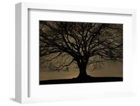 English Oak Tree (Quercus Robur) in Moonlight, Nauroth, Germany, February-Solvin Zankl-Framed Photographic Print