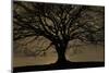 English Oak Tree (Quercus Robur) in Moonlight, Nauroth, Germany, February-Solvin Zankl-Mounted Photographic Print