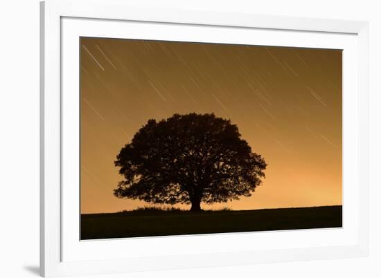 English Oak Tree (Quercus Robur) Silhouetted Against Orange Sky with Star Trails-Solvin Zankl-Framed Photographic Print
