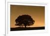 English Oak Tree (Quercus Robur) Silhouetted Against Orange Sky with Star Trails-Solvin Zankl-Framed Photographic Print