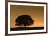 English Oak Tree (Quercus Robur) Silhouetted Against Orange Sky with Star Trails-Solvin Zankl-Framed Photographic Print