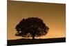 English Oak Tree (Quercus Robur) Silhouetted Against Orange Sky with Star Trails-Solvin Zankl-Mounted Photographic Print