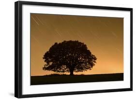 English Oak Tree (Quercus Robur) Silhouetted Against Orange Sky with Star Trails-Solvin Zankl-Framed Photographic Print