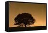 English Oak Tree (Quercus Robur) Silhouetted Against Orange Sky with Star Trails-Solvin Zankl-Framed Stretched Canvas