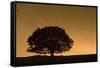 English Oak Tree (Quercus Robur) Silhouetted Against Orange Sky with Star Trails-Solvin Zankl-Framed Stretched Canvas