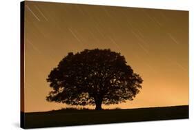 English Oak Tree (Quercus Robur) Silhouetted Against Orange Sky with Star Trails-Solvin Zankl-Stretched Canvas