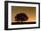 English Oak Tree (Quercus Robur) Silhouetted Against Orange Sky with Star Trails-Solvin Zankl-Framed Photographic Print