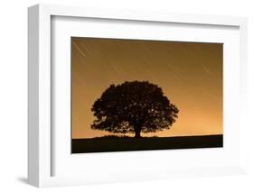 English Oak Tree (Quercus Robur) Silhouetted Against Orange Sky with Star Trails-Solvin Zankl-Framed Photographic Print