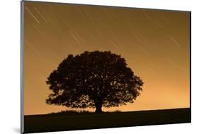 English Oak Tree (Quercus Robur) Silhouetted Against Orange Sky with Star Trails-Solvin Zankl-Mounted Photographic Print