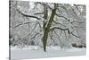 English Oak Tree (Quercus Robur) with Heavy Early Snow, Black Heath, Surrey, UK-Mark Taylor-Stretched Canvas