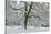 English Oak Tree (Quercus Robur) with Heavy Early Snow, Black Heath, Surrey, UK-Mark Taylor-Stretched Canvas