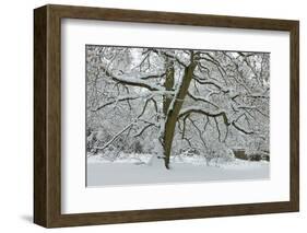 English Oak Tree (Quercus Robur) with Heavy Early Snow, Black Heath, Surrey, UK-Mark Taylor-Framed Photographic Print