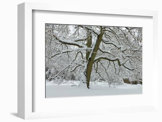 English Oak Tree (Quercus Robur) with Heavy Early Snow, Black Heath, Surrey, UK-Mark Taylor-Framed Photographic Print