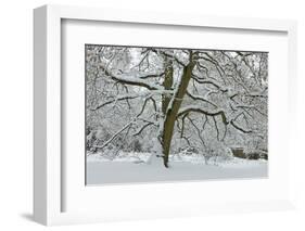 English Oak Tree (Quercus Robur) with Heavy Early Snow, Black Heath, Surrey, UK-Mark Taylor-Framed Photographic Print