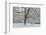 English Oak Tree (Quercus Robur) with Heavy Early Snow, Black Heath, Surrey, UK-Mark Taylor-Framed Photographic Print