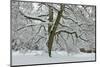English Oak Tree (Quercus Robur) with Heavy Early Snow, Black Heath, Surrey, UK-Mark Taylor-Mounted Photographic Print