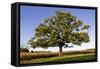 English Oak Tree-null-Framed Stretched Canvas