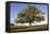 English Oak Tree-null-Framed Stretched Canvas