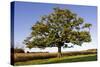 English Oak Tree-null-Stretched Canvas