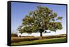 English Oak Tree-null-Framed Stretched Canvas