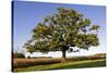 English Oak Tree-null-Stretched Canvas