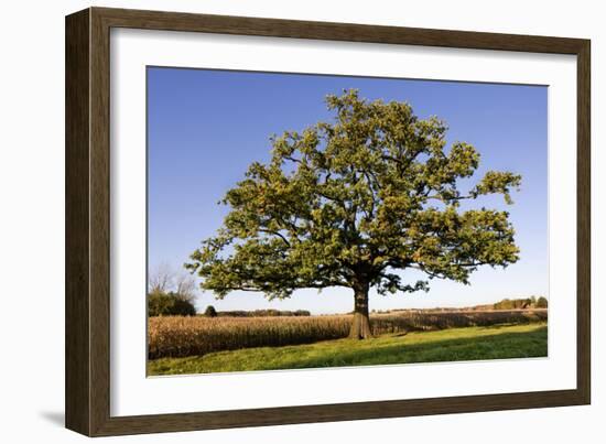 English Oak Tree-null-Framed Photographic Print