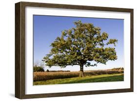 English Oak Tree-null-Framed Photographic Print