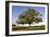 English Oak Tree-null-Framed Photographic Print