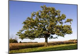 English Oak Tree-null-Mounted Photographic Print