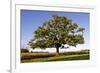 English Oak Tree-null-Framed Photographic Print