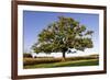 English Oak Tree-null-Framed Photographic Print