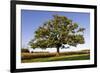 English Oak Tree-null-Framed Photographic Print