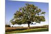 English Oak Tree-null-Mounted Photographic Print