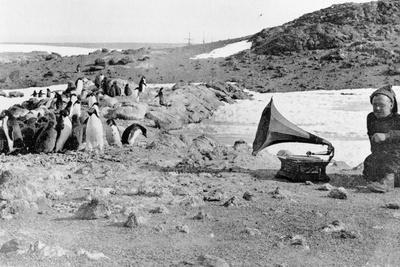 Penguins Listening to the Gramophone During Shackleton's 1907-09 Antarctic Expedition, from 'The…