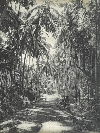 Road Near Colombo, Ceylon, February 1912