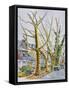 English Plane Trees,NYC, 2015-Anthony Butera-Framed Stretched Canvas