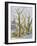 English Plane Trees,NYC, 2015-Anthony Butera-Framed Premium Giclee Print