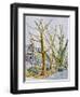 English Plane Trees,NYC, 2015-Anthony Butera-Framed Giclee Print