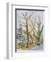 English Plane Trees,NYC, 2015-Anthony Butera-Framed Giclee Print