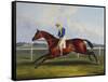 English Racehorses-C. Duncan-Framed Stretched Canvas