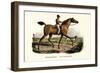 English Racer Horse, 1824-Karl Joseph Brodtmann-Framed Giclee Print