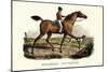 English Racer Horse, 1824-Karl Joseph Brodtmann-Mounted Giclee Print