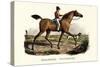 English Racer Horse, 1824-Karl Joseph Brodtmann-Stretched Canvas